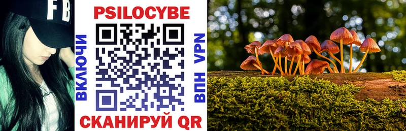 Псилоцибиновые грибы Psilocybine cubensis  Бологое 